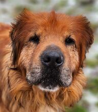 MOON, Hund, Chow Chow-Mix in Gefrees - Bild 1