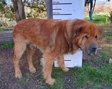 MOON, Hund, Chow Chow-Mix in Gefrees - Bild 15