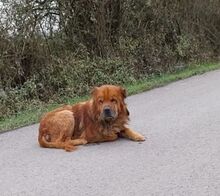 MOON, Hund, Chow Chow-Mix in Gefrees - Bild 18