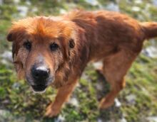 MOON, Hund, Chow Chow-Mix in Gefrees - Bild 2