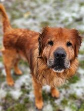 MOON, Hund, Chow Chow-Mix in Gefrees - Bild 3