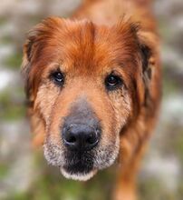 MOON, Hund, Chow Chow-Mix in Gefrees - Bild 4