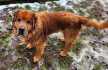 MOON, Hund, Chow Chow-Mix in Gefrees - Bild 6