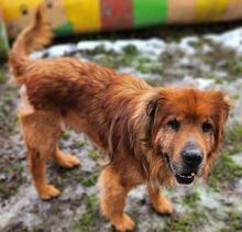 MOON, Hund, Chow Chow-Mix in Gefrees - Bild 7