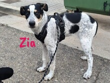 ZIA, Hund, Epagneul Breton-Ratonero Bodeguero Andaluz-Mix in Spanien - Bild 1