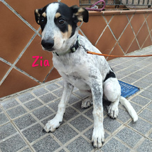 ZIA, Hund, Epagneul Breton-Ratonero Bodeguero Andaluz-Mix in Spanien - Bild 10