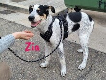 ZIA, Hund, Epagneul Breton-Ratonero Bodeguero Andaluz-Mix in Spanien - Bild 11