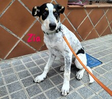 ZIA, Hund, Epagneul Breton-Ratonero Bodeguero Andaluz-Mix in Spanien - Bild 2