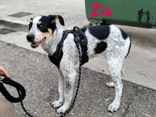 ZIA, Hund, Epagneul Breton-Ratonero Bodeguero Andaluz-Mix in Spanien - Bild 3