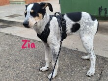 ZIA, Hund, Epagneul Breton-Ratonero Bodeguero Andaluz-Mix in Spanien - Bild 4