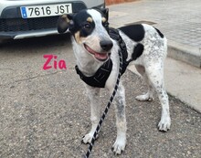 ZIA, Hund, Epagneul Breton-Ratonero Bodeguero Andaluz-Mix in Spanien - Bild 5