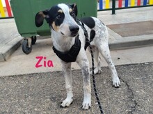 ZIA, Hund, Epagneul Breton-Ratonero Bodeguero Andaluz-Mix in Spanien - Bild 6