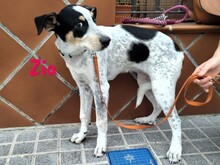 ZIA, Hund, Epagneul Breton-Ratonero Bodeguero Andaluz-Mix in Spanien - Bild 7