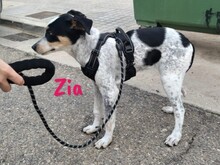 ZIA, Hund, Epagneul Breton-Ratonero Bodeguero Andaluz-Mix in Spanien - Bild 8