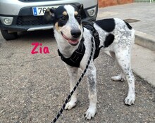 ZIA, Hund, Epagneul Breton-Ratonero Bodeguero Andaluz-Mix in Spanien - Bild 9