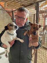 MARCI, Hund, Mischlingshund in Kerpen - Bild 10