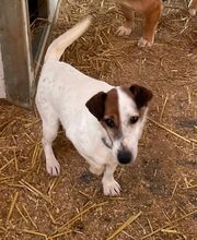 MARCI, Hund, Mischlingshund in Kerpen - Bild 13