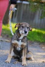 JANNIEK, Hund, Mischlingshund in Ungarn - Bild 2