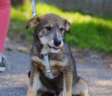 JANNIEK, Hund, Mischlingshund in Ungarn - Bild 3