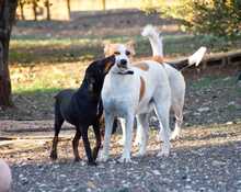 FIVOS, Hund, Mischlingshund in Griechenland - Bild 10