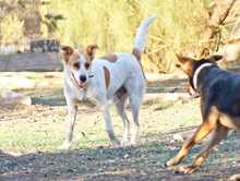 FIVOS, Hund, Mischlingshund in Griechenland - Bild 2