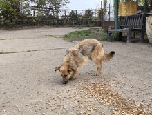 BÖZSI, Hund, Deutscher Schäferhund-Terrier-Mix in Ungarn - Bild 10