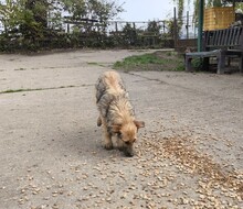 BÖZSI, Hund, Deutscher Schäferhund-Terrier-Mix in Ungarn - Bild 11