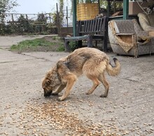 BÖZSI, Hund, Deutscher Schäferhund-Terrier-Mix in Ungarn - Bild 12