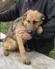 BÖZSI, Hund, Deutscher Schäferhund-Terrier-Mix in Ungarn - Bild 2