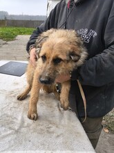 BÖZSI, Hund, Deutscher Schäferhund-Terrier-Mix in Ungarn - Bild 3