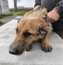 BÖZSI, Hund, Deutscher Schäferhund-Terrier-Mix in Ungarn - Bild 4