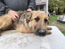 BÖZSI, Hund, Deutscher Schäferhund-Terrier-Mix in Ungarn - Bild 5