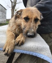 BÖZSI, Hund, Deutscher Schäferhund-Terrier-Mix in Ungarn - Bild 7