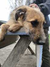 BÖZSI, Hund, Deutscher Schäferhund-Terrier-Mix in Ungarn - Bild 8