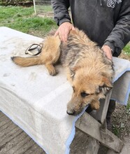 BÖZSI, Hund, Deutscher Schäferhund-Terrier-Mix in Ungarn - Bild 9