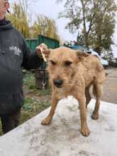 CSABI, Hund, Terrier-Mix in Ungarn - Bild 2