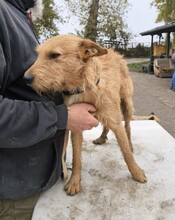 CSABI, Hund, Terrier-Mix in Ungarn - Bild 3