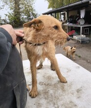 CSABI, Hund, Terrier-Mix in Ungarn - Bild 4