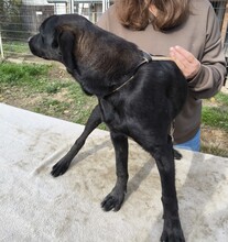 DÖNDI, Hund, Magyar Vizsla-Mix in Ungarn - Bild 3