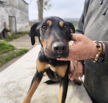 DUNDI, Hund, Deutsche Bracke-Mix in Ungarn - Bild 3