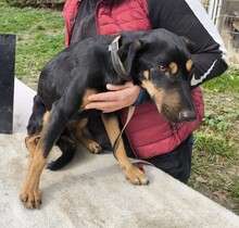 DUNDI, Hund, Deutsche Bracke-Mix in Ungarn - Bild 4