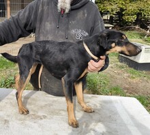 DUNDI, Hund, Deutsche Bracke-Mix in Ungarn - Bild 6