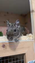 BIGMAMA, Nager, Degu in Großmehring - Bild 3