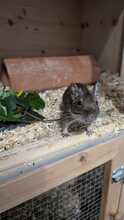 BIGMAMA, Nager, Degu in Großmehring - Bild 4