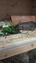 BIGMAMA, Nager, Degu in Großmehring - Bild 5