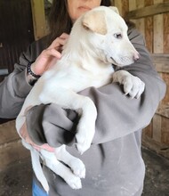 KLAUDIA, Hund, Labrador-Mix in Ungarn - Bild 2