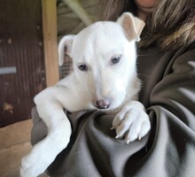 KLAUDIA, Hund, Labrador-Mix in Ungarn - Bild 3