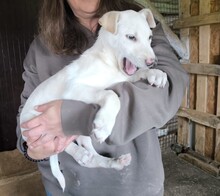 KLAUDIA, Hund, Labrador-Mix in Ungarn - Bild 5