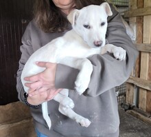 KLAUDIA, Hund, Labrador-Mix in Ungarn - Bild 8