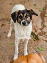 TERRI, Hund, Mischlingshund in Bulgarien - Bild 1